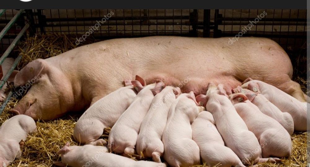 Поросята  круглый год