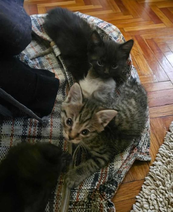 Котят в добрые руки