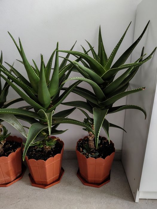 Plante Aloe Vera