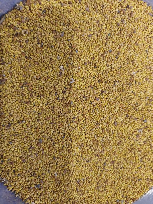 Люцернено семе реколта 2023