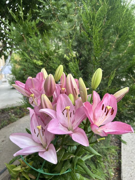 Продаем дом в экологический чистом районе.