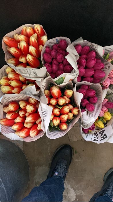 Тюльпаны -Белорусь.крупные высота стебля 60см.