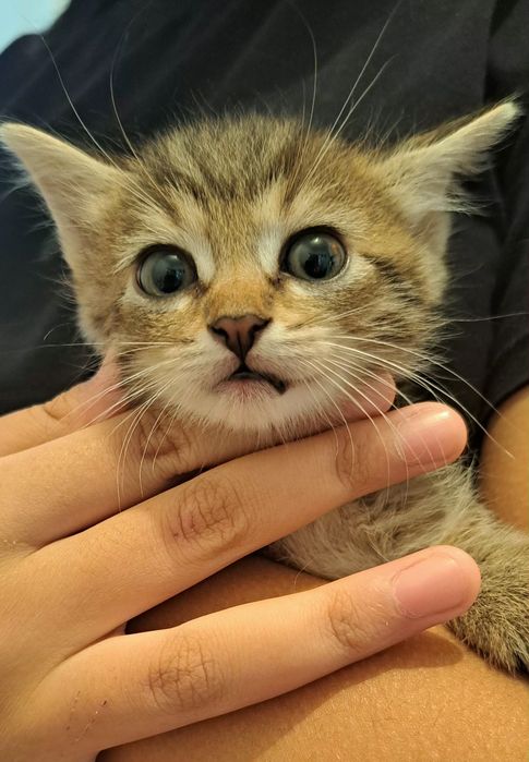Котята отдадим бесплатно