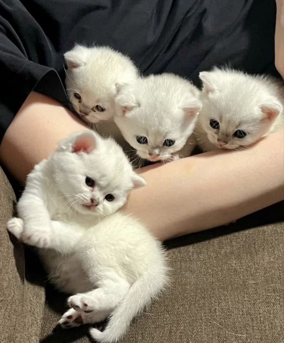 Вязка ! чистакровная Серебрестая Шиншилла  NS11 приглашаем кошек !