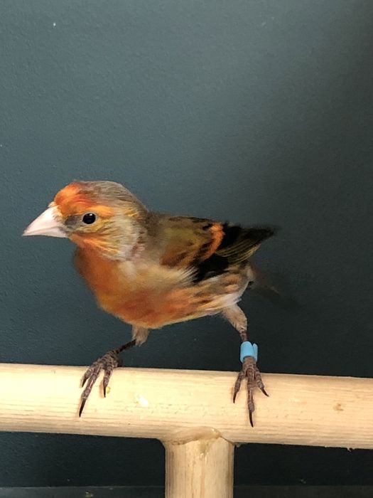 Канарейка кенор гибрид самец