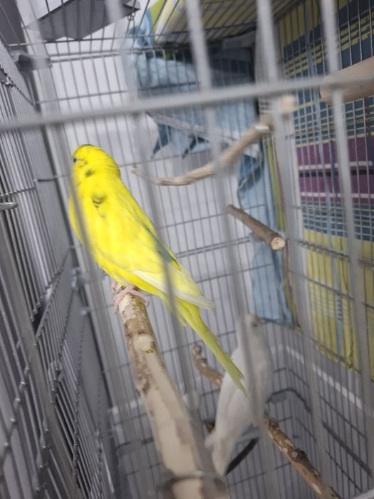 Волнистые попугаи +клетка