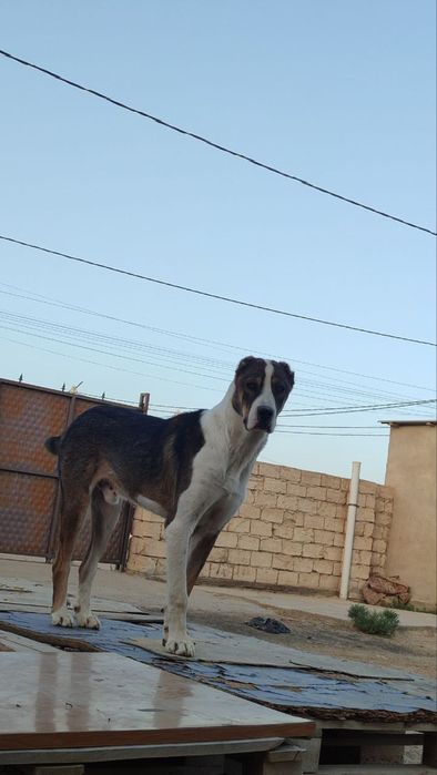 Молодой сатылат