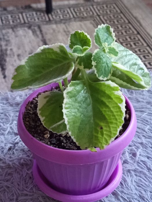 Продам панданус варигатный,фикус Али