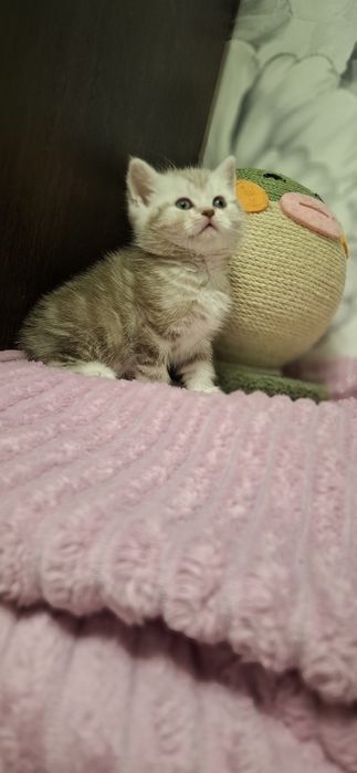 Шотландские вислоухие котята