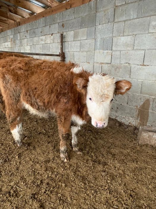 5 бас Ұрғашы мал 9-10 айлық сатылады