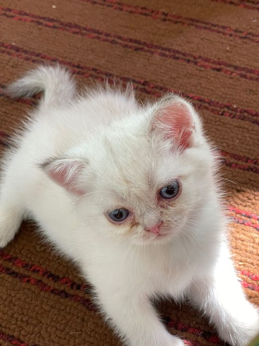 Britan Chinchilla mushukchalar