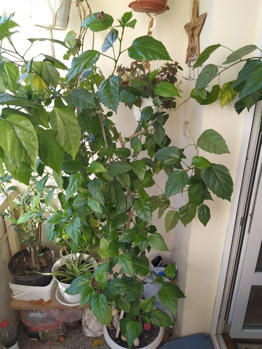 ПРОДАМ красиви цветя