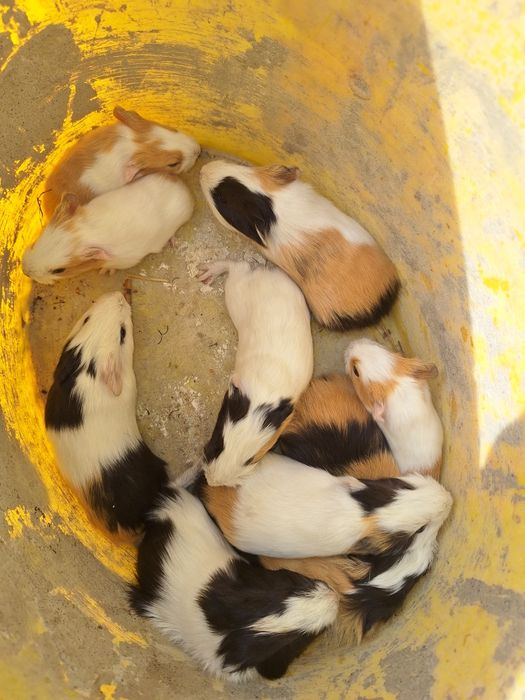 Porcușori de guineea