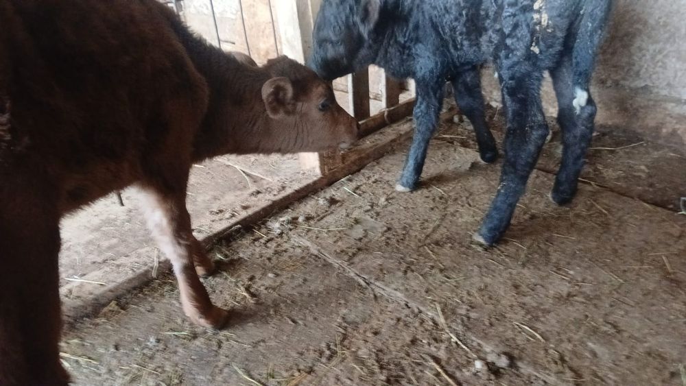 1 апта 1айлык үрғашы бұзаулар сатылады