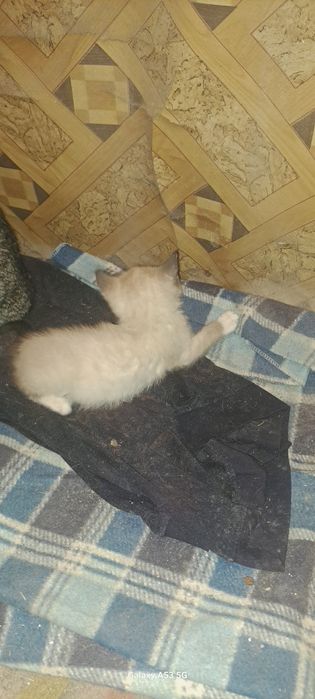 Отдам котят хороших