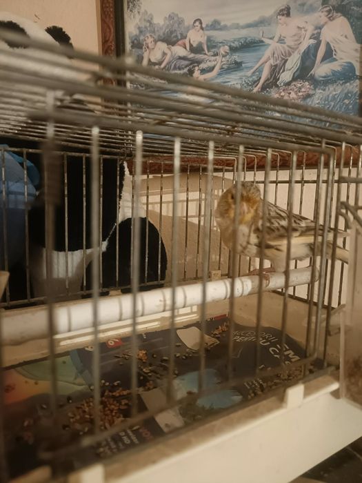 Când 3 canari 2 fețe și 1 mascul