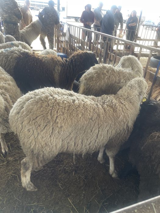 Бараны, Токты Қозылар доставка халал