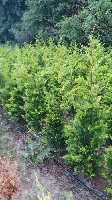 Leylandii Gold Rider