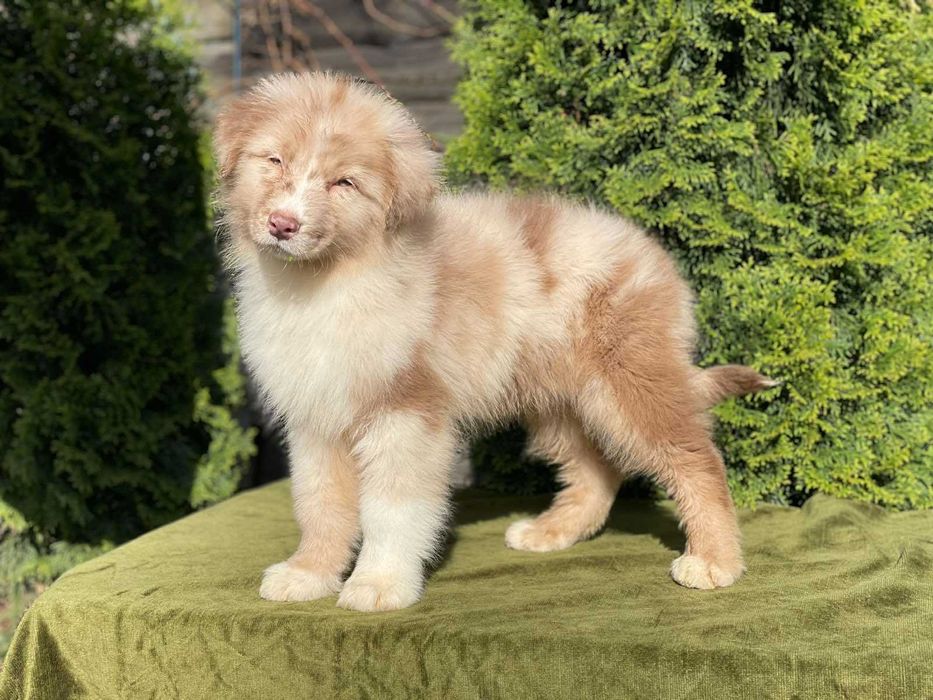 австралийска овчарка с родословие