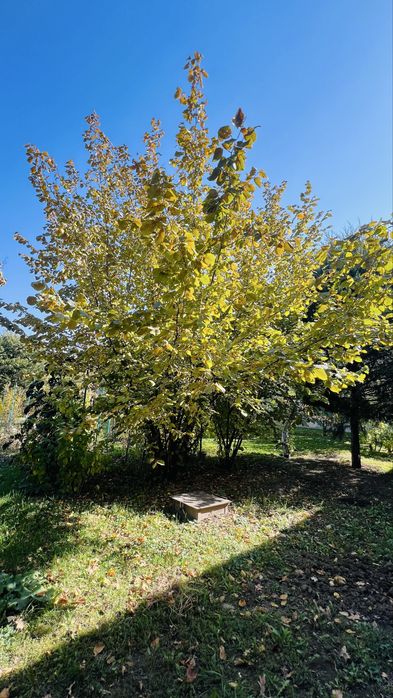 Саженцы Фундука самовывоз