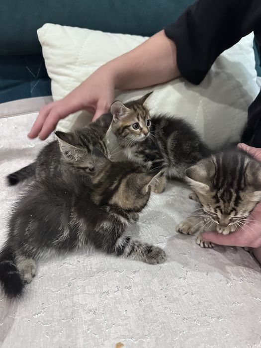 Отдам в добрые руки котят