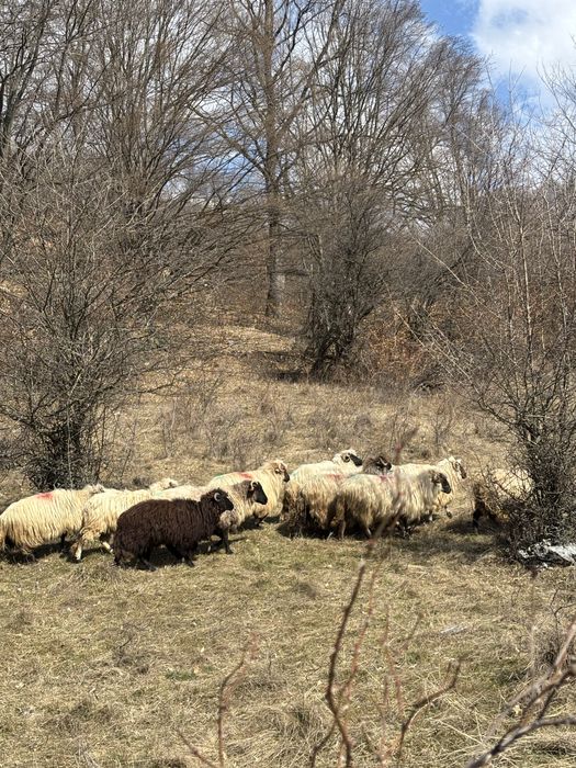 Vand 30 de oi cu lapte