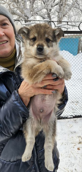 Отдам щенка в добрые руки