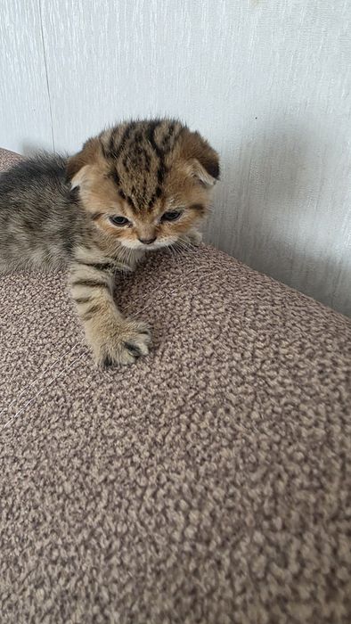 Продам шотландских котят