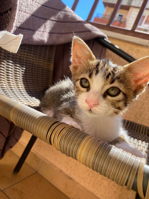 Котенце момче, 2 месеца
