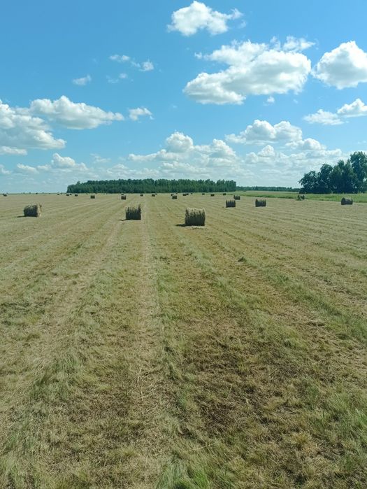 Продам сено свежего покоса