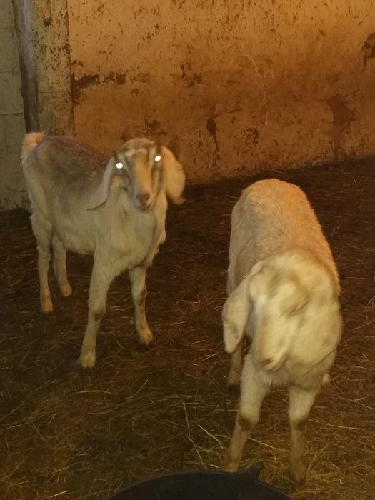 Vând lapte de capră și idute de Anglonubian