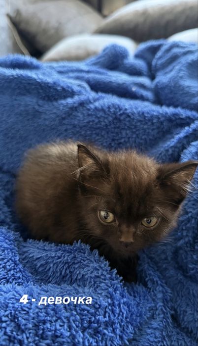 Отдаем котят пушистиков