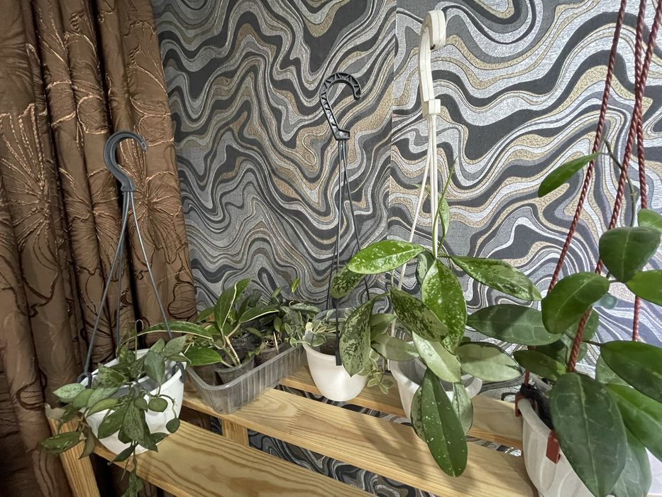 Продам цветы ХОЙЯ, филодендрон , Диффенбахия и т.д