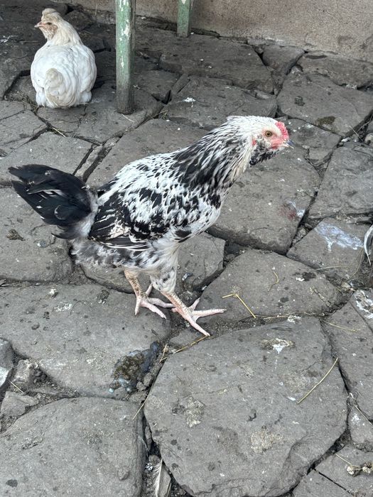 Disponibili 10 pui de gaina !