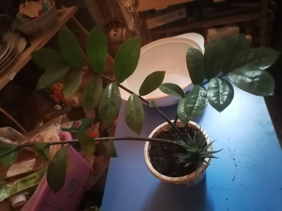 Хавортия, замиокулькас, сциндапсус