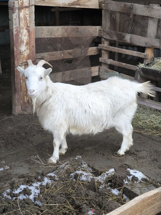 Орыс Ешки сатылады