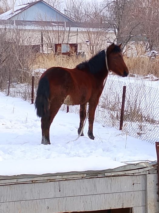 Еркек тай сатылады