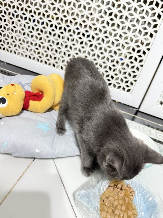 Котенок, шотландский. Девочка