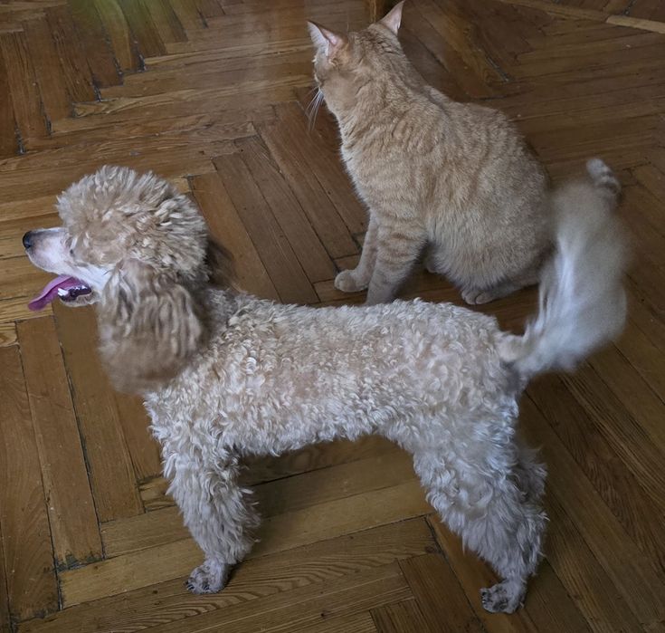 Той пудель мальчик