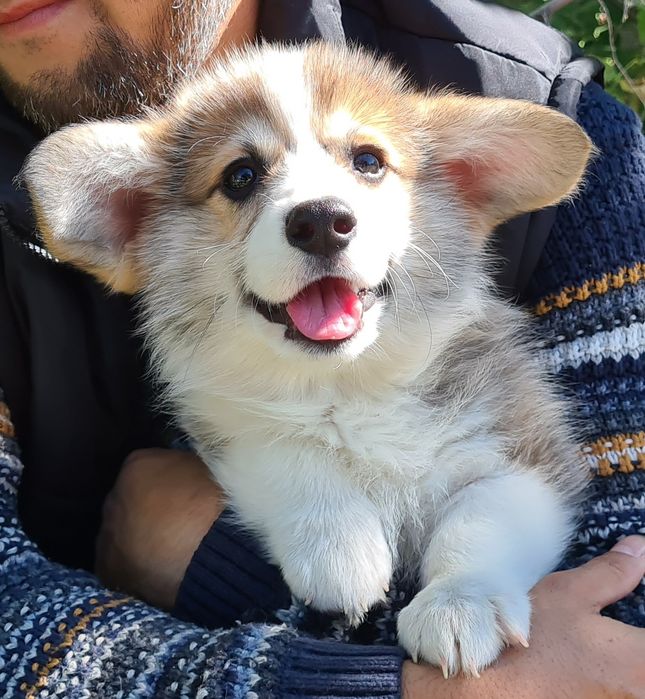 Продам щенков вельш корги пемброк.