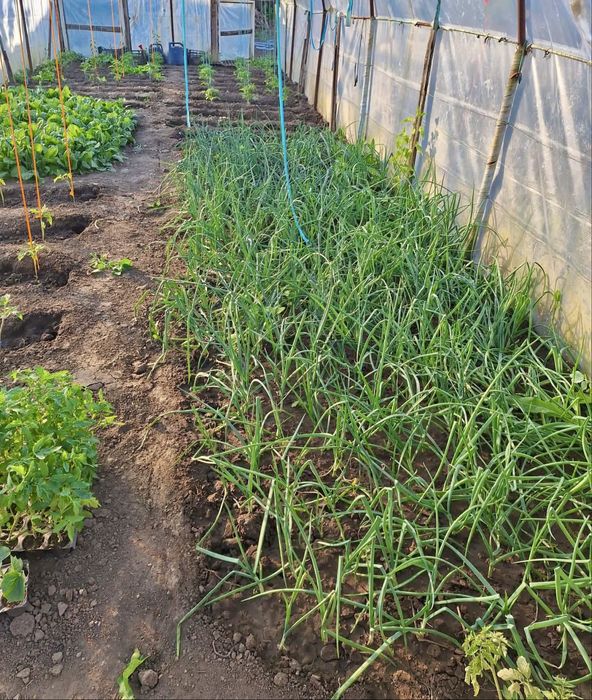 Ceapă verde proaspătă din solar