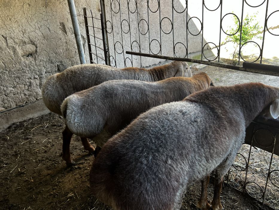 Курбоноик учун куелар