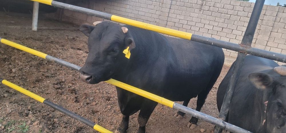 Buqalar sotiladi angus