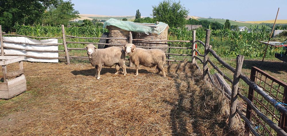 Berbeci si Miei de vanzare