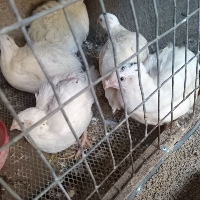 Продам  перепелок.