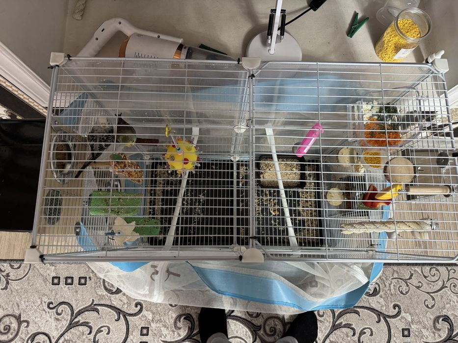 Продам попугайчиков полный комплект