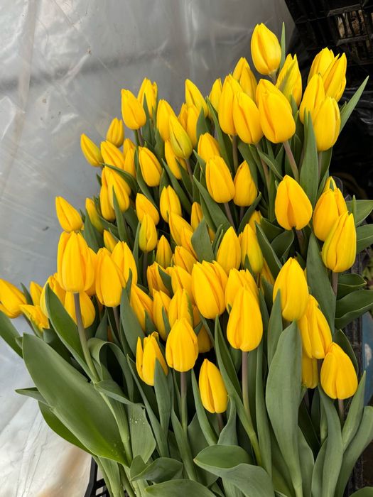 Тюльпаны экстра класса оптом