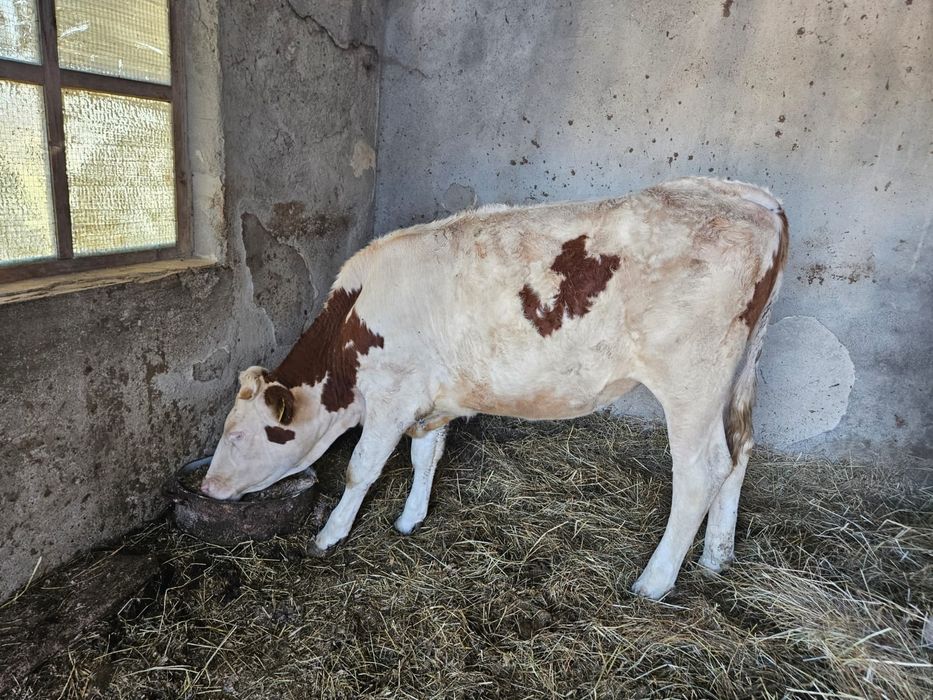 Vitea bălțată românească de un an