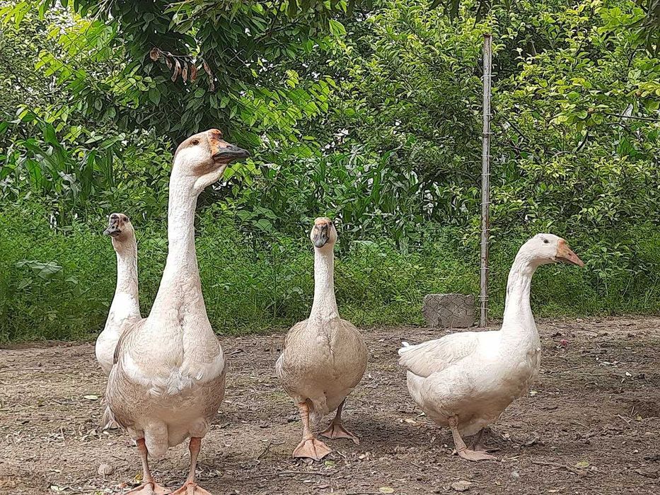 G`ozlar sotiladi 4 dona