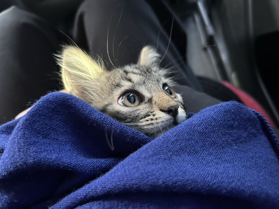 котенок сибирский